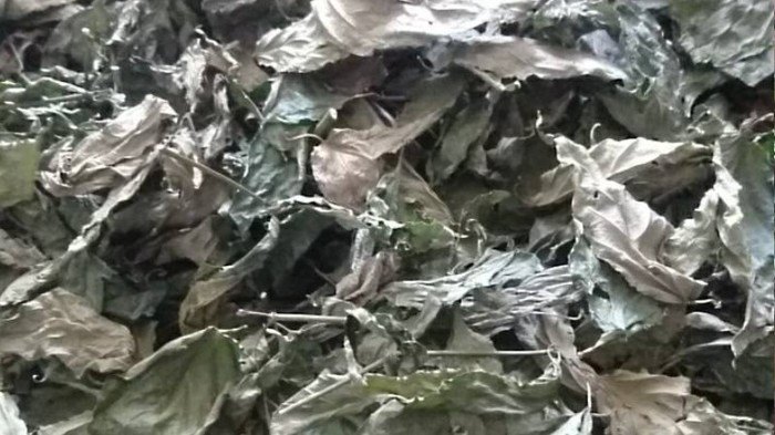 憂遁草乾品
